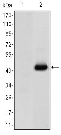 CD66e Monoclonal Antibody – Figure 1 of 2