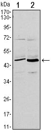 CD86 Monoclonal Antibody – Figure 1 of 1