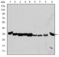 Cdk1 Monoclonal Antibody – Figure 1 of 1