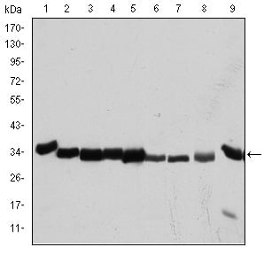 Cdk1 Monoclonal Antibody – Figure 1 of 1