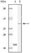 CIB1 Monoclonal Antibody – Figure 1 of 2