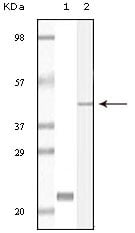 CIB1 Monoclonal Antibody – Figure 1 of 2