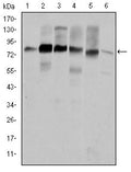 Cortactin Monoclonal Antibody – Figure 1 of 2