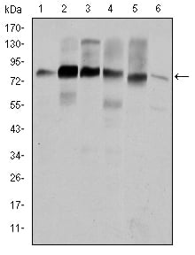 Cortactin Monoclonal Antibody – Figure 1 of 2