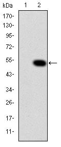 Crk II Monoclonal Antibody – Figure 1 of 4