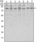 CTCF Monoclonal Antibody – Figure 1 of 1