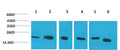 Cyclophilin B Monoclonal Antibody(1B3) – Figure 1 of 3