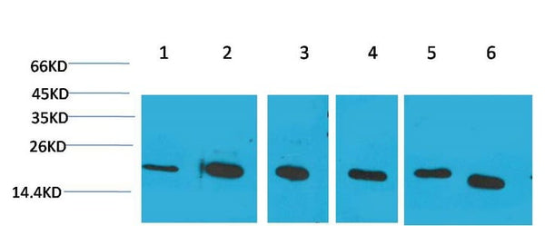 Cyclophilin B Monoclonal Antibody(1B3) – Figure 1 of 3