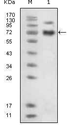 EphB4 Monoclonal Antibody – Figure 1 of 2