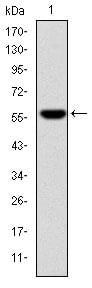 Fibrinogen Gamma Monoclonal Antibody – Figure 1 of 4