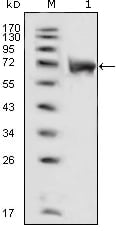 Flg Monoclonal Antibody – Figure 1 of 1