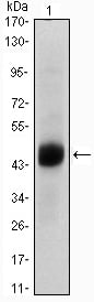 FoxA2 Monoclonal Antibody – Figure 1 of 2