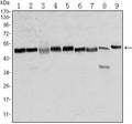 FoxD3 Monoclonal Antibody – Figure 1 of 2