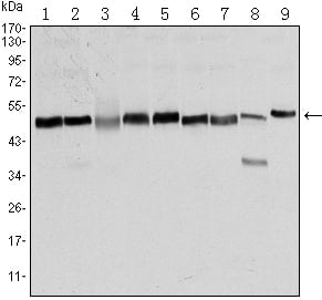 FoxD3 Monoclonal Antibody – Figure 1 of 2