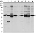 FoxD3 Monoclonal Antibody – Figure 1 of 1