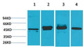 GAP-43 Monoclonal Antibody(Mix) – Figure 1 of 2