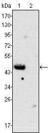 GATA-4 Monoclonal Antibody – Figure 1 of 1