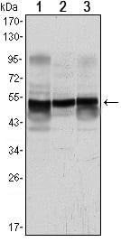 GFAP Monoclonal Antibody – Figure 1 of 3