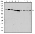 GRK 2 Monoclonal Antibody – Figure 1 of 3