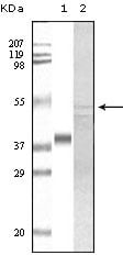 GSK3 Alpha Monoclonal Antibody – Figure 1 of 2