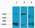 Histone H3 (Di Methyl Lys9) Monoclonal Antibody(3C2) – Figure 1 of 1