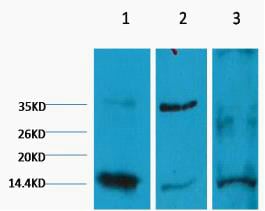 Histone H3 (Di Methyl Lys9) Monoclonal Antibody(3C2) – Figure 1 of 1