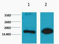 Histone H3 (Mono Methyl Lys9) Monoclonal Antibody(1E8) – Figure 1 of 1