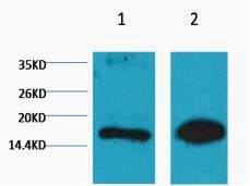 Histone H3 (Mono Methyl Lys9) Monoclonal Antibody(1E8) – Figure 1 of 1