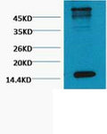 Histone H3 (Tri Methyl Lys79) Monoclonal Antibody(1B7) – Figure 1 of 1