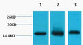 Histone H3 Monoclonal Antibody(Mix) – Figure 1 of 1