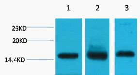 Histone H3 Monoclonal Antibody(Mix) – Figure 1 of 1