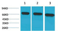 HSC70 Monoclonal Antibody(6C7) – Figure 1 of 2