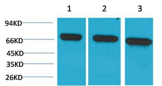 HSC70 Monoclonal Antibody(6C7) – Figure 1 of 2