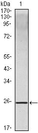 IL-10 Monoclonal Antibody – Figure 1 of 1