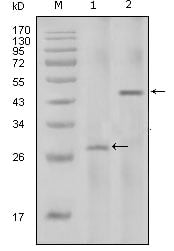 IL-2 Monoclonal Antibody – Figure 1 of 1