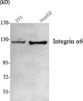 Integrin  Alpha6 Monoclonal Antibody – Figure 1 of 1