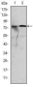 KID Monoclonal Antibody – Figure 1 of 2