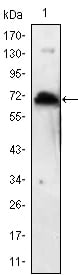 KLHL1 Monoclonal Antibody – Figure 1 of 2