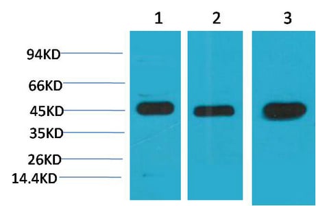 MEK2 Monoclonal Antibody(2C3) – Figure 1 of 1