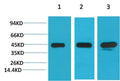 MEK2 Monoclonal Antibody(7D11) – Figure 1 of 1