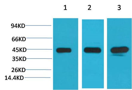 MEK2 Monoclonal Antibody(7D11) – Figure 1 of 1