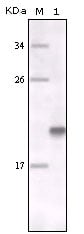 MerTK Monoclonal Antibody – Figure 1 of 1