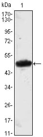MESP1 Monoclonal Antibody – Figure 1 of 1