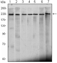 Mi2- Alpha Monoclonal Antibody – Figure 1 of 4