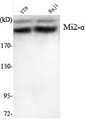 Mi2- Alpha Monoclonal Antibody – Figure 1 of 4