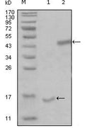 PARL Monoclonal Antibody – Figure 1 of 1