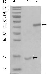 PARL Monoclonal Antibody – Figure 1 of 1