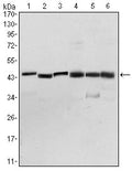 PDK1 Monoclonal Antibody – Figure 1 of 4