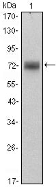 PLZF Monoclonal Antibody – Figure 1 of 2