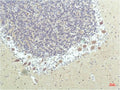 PPAR Delta mouse Monoclonal Antibody(1D7) – Figure 1 of 2